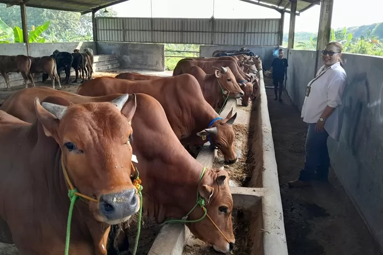 Sapi-sapi di Rumah Pemotongan Hewan (RPH) Semarang. RPH siap eksekusi penyembelihan di Idul Adha 2024.  (Ayosemarang.com/ Audrian Firhannusa)