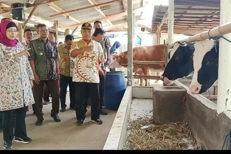 Pj Bupati Batang Lani Dwi Rejeki saat meninjau sapi perah di Desa Pacet Kecamatan Reban.  (Muslihun kontributor Batang)