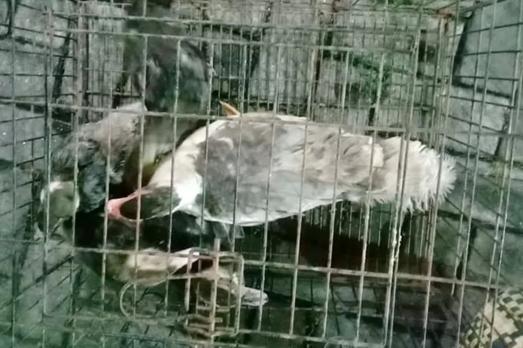 Ayam dan menthok yang dicuri dua maling di Ngaliyan Semarang. Nilai unggas yang dicuri hampir Rp 5 juta.  (istimewa)