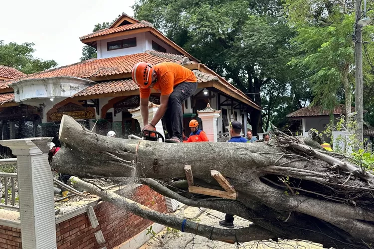 Petugas BPBD dan PMI Kendal memangkas pohon beringin berukuran besar di komplek makam jabal yang tumbang Sabtu 6 Juli 2024.  (edi prayitno/kontributor Kendal)