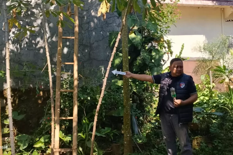 Polisi menyita tangga bambu yang diduga digunakan pencuri untuk membobol minimarket di Patean Jumat 12 Juli 2024.  (Dokumen humas polres Kendal)