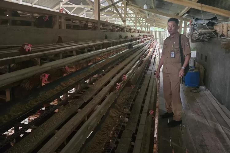 Kepala Bidang Peternakan dan Kesehatan Hewan Dislutkanak Batang Syam Manohara saat meninjau kandang peternakan ayam petelur.  (istimewa)