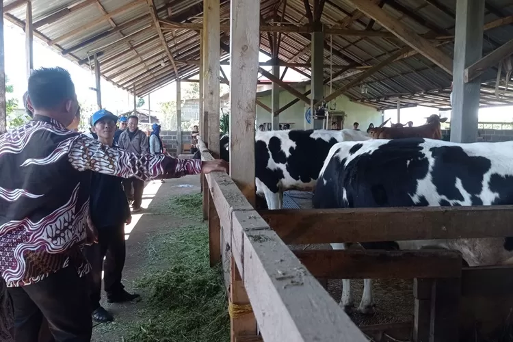 Petani teh di Desa Pacet beralih menjadi peternak sapi perah di Desa Pacet Kecamatan Reban.  (Muslihun/Kontributor Batang)