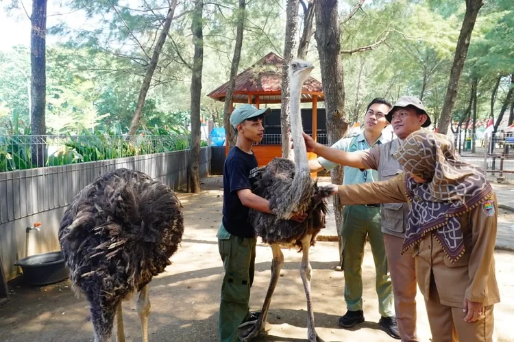 Burung Unta mendapatkan pemeriksaan intensif dari dokter hewan Dinas Kelautan, Perikanan, dan Peternakan (Dislutkanak) Kabupaten Batang. (Istimewa)
