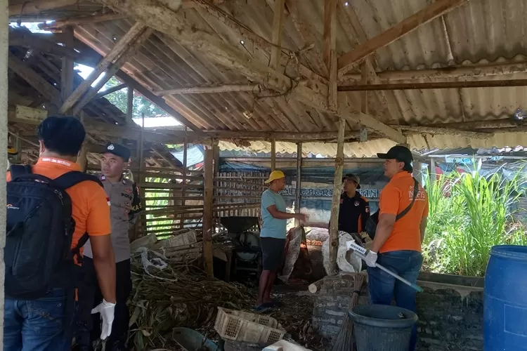 Polisi saat sedang olah TKP di kandang sapi yang mati secara misterius di Gunungpati Semarang.  (Istimewa)