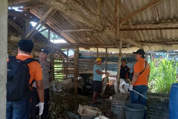 Polisi selidiki sapi-sapi yang mati misterius di Gunungpati Semarang.  (istimewa)