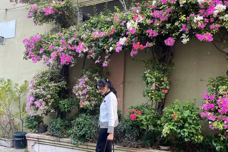 Taman Bunga Bugenvil yang mendadak jadi spot foto favorit Gen Z di Pleburan Semarang. (Istimewa)
