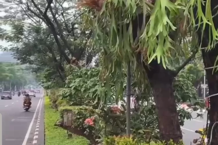  Pemkot Semarang mempercantik Jalan Pahlawan Semarang dengan tanaman Tanduk Rusa. (arri widiarto)