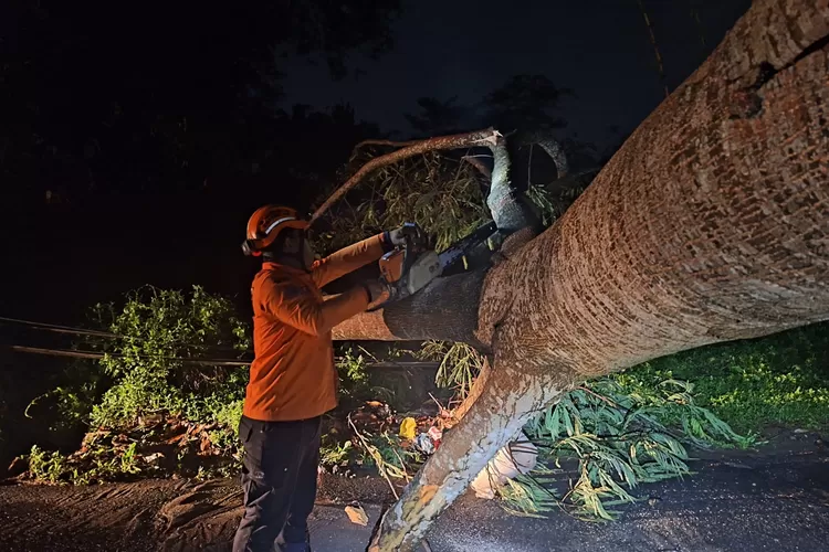 Petugas BPBD Kendal melakukan pemotongan pohon yang tumbang di wilayah Boja Selasa 05 november 2024 malam.  (dokumen BPBD Kendal)