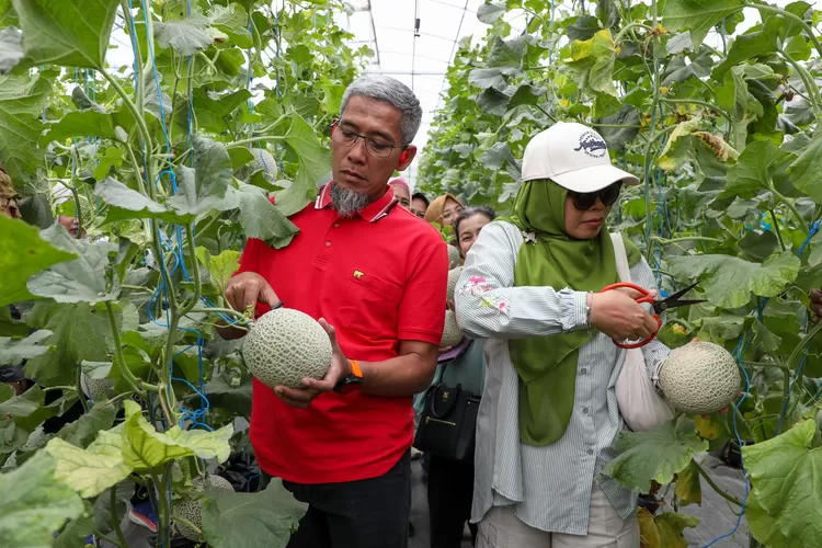 Sekda Jateng Sumarno saat panen melon premium di Kawasan Food Estate Holtikultural. (Humas Jateng)