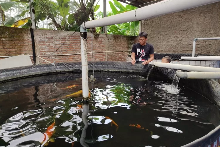 Nasrullah berhasil mengembangkan budidaya ikan koi di halaman rumahnya. (Muslihun/Kontributor Batang)