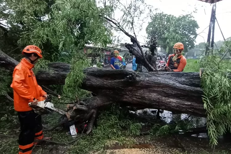 Petugas BPBD Kendal memotong pohon asem berukuran besar yang ambruk dan melintang di jalan raya Sukodono-Trompo Senin 9 Desember 2024.  (edi prayitno/kontributor Kendal)