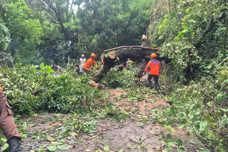  Petugas membersihkan pohon raksasa berdiameter satu meter yang menutup jalan di kawasan komplek makam Desa Protomulyo Kaliwungu Selatan.  (edi prayitno/kontributor kendal)