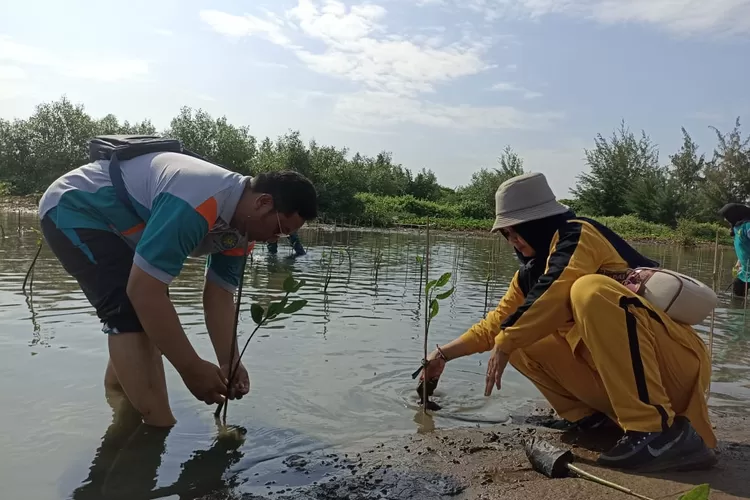 Direktur RS PKU Aisyiyah Kendal bersama anggota DPRD Kendal melaksanakan kegiatan penanaman pohon mangrove di Pantai Muara Kencana Desa Margorejo Cepiring Jumat 13 desember 2024.  (edi prayitno/kontributor kendal)