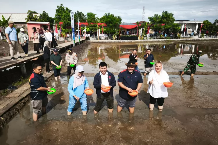 PGN, BRIN, dan Pemkot Semarang Kembangkan 20 Hektare Lahan Padi Biosalin di Pesisir Utara (Istimewa )