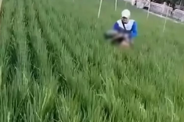 Seorang anak kelas 5 SD meninggal dunia usai tersetrum aliran listrik di sawah. (Instargam beritasemaranghariin)