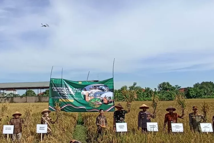 Bupati Kendal bersama Forkompinda melakukan panen raya padi di Desa Brangsong Senin 7 April 2025 yang juga dilaksanakan serentak seluruh Indonesia.  (edi prayitno/kontributor Kendal)