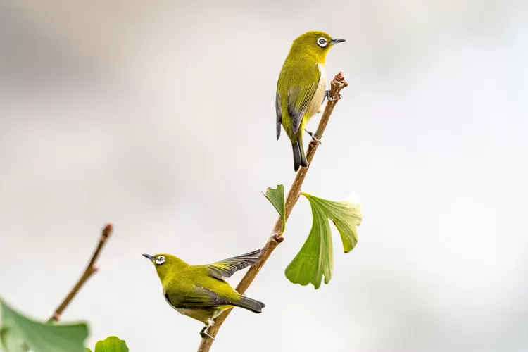 Pleci salah satu jenis burung yang sering dilombakan di gantangan (Freepik)