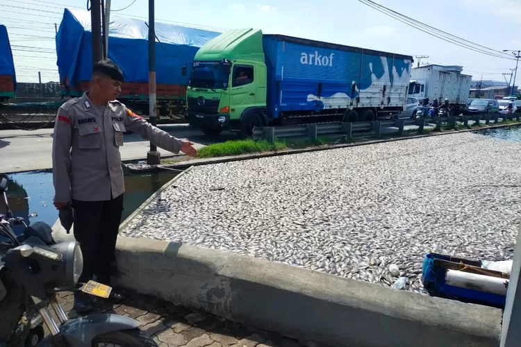 Polisi saat mendatangi lokasi tambak dengan ratusan ikan mati di Sayung Demak. (Polsek Sayung)