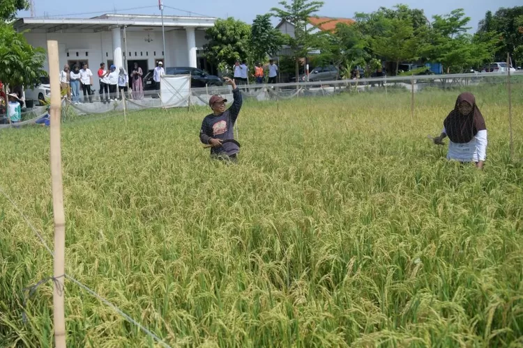 PT Perusahaan Gas Negara Tbk (PGN)  Subholding Gas Pertamina, hadir dengan semangat baru: menghidupkan kembali lahan pesisir yang rusak akibat intrusi air laut.  (arri widiarto)