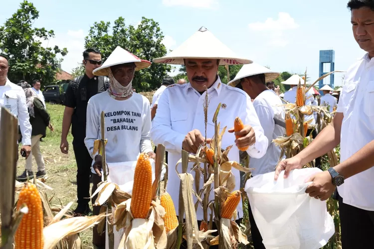 Menteri Imigrasi dan Pemasyarakatan (Imipas), Agus Andrianto, laksanakan panen raya jagung hibrida di Kabupaten Sidoarjo, Jumat (31/10/2025).  (dok.)