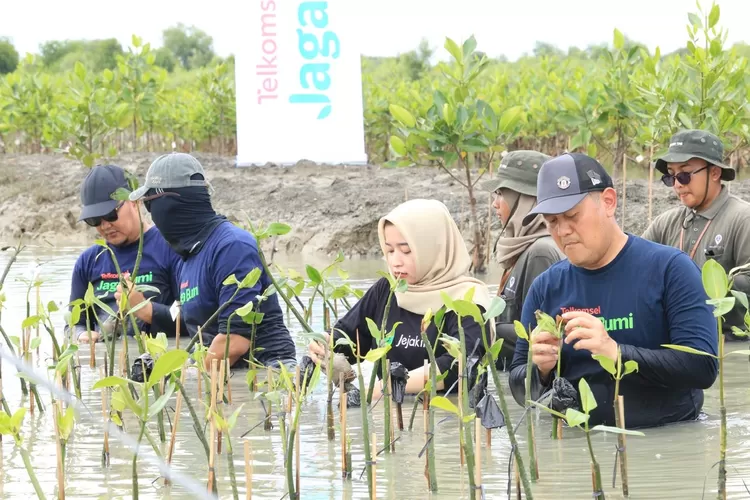 Tim Telkomsel bersama Jejakin dan IKAMAT menanam mangrove di Dukuh Tambak Gojoyo, Wedung, Demak. (dok Telkomsel.)
