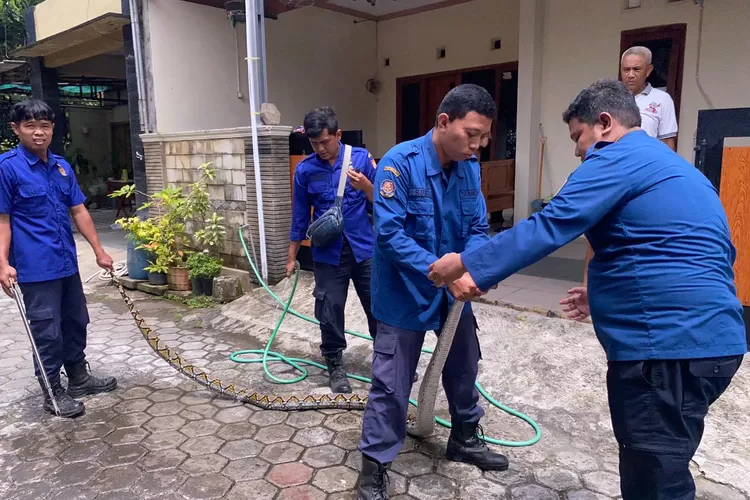 Petugas Damkar Pos Kaliwungu melakukan animal rescue, ular sanca yang bersembunyi di kloset kamar mandi.  (Dokumen)