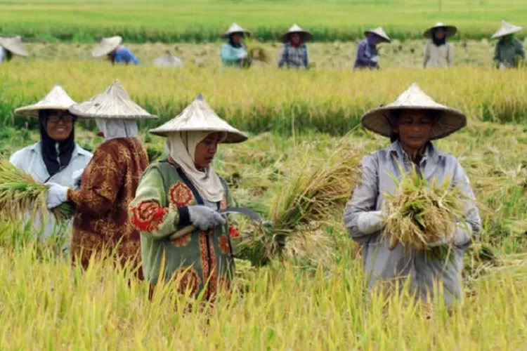 Ilustrasi swasembada pangan (Trijaya)