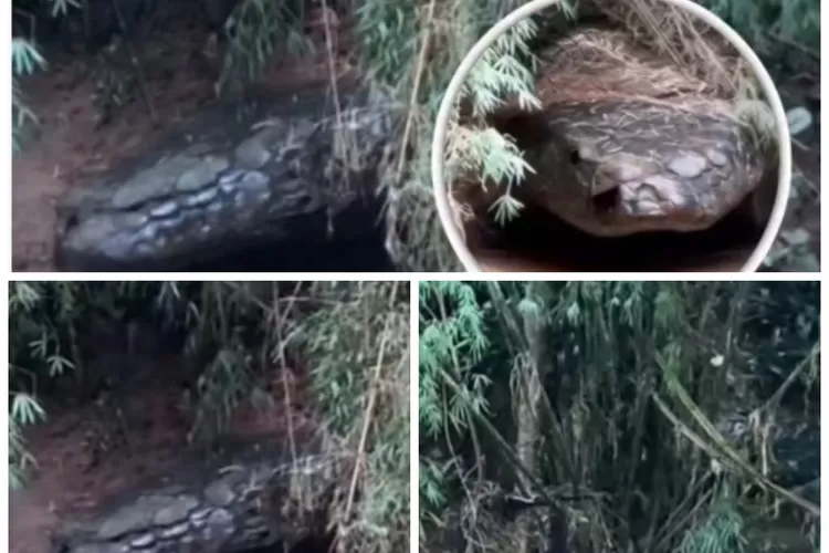 Muncul 'Naga Tidur' di Thailand! Batu Mirip Ular Raksasa di Sungai Khek Jadi Perbincangan Warga