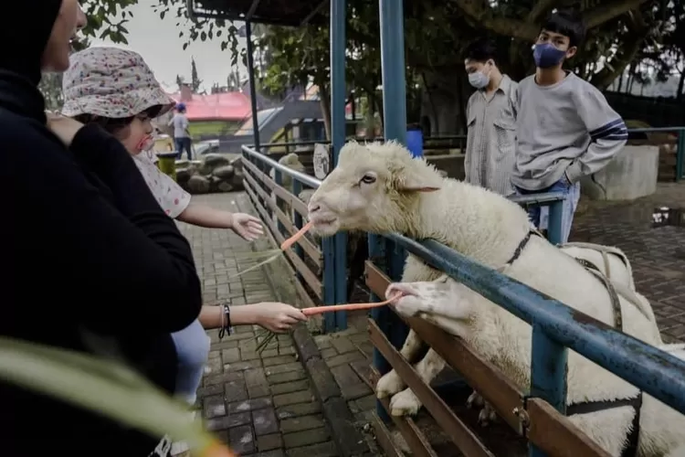 Hewan ternak di Farm House Lembang (Instagram: Farmhouselembang.id)