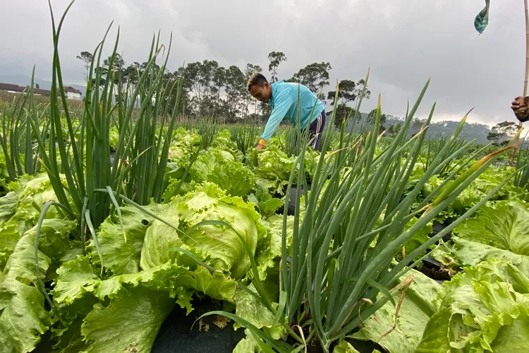 Harga Bawang dan Tomat Meroket, Petani Bandung Barat Ronda Malam Halau Maling