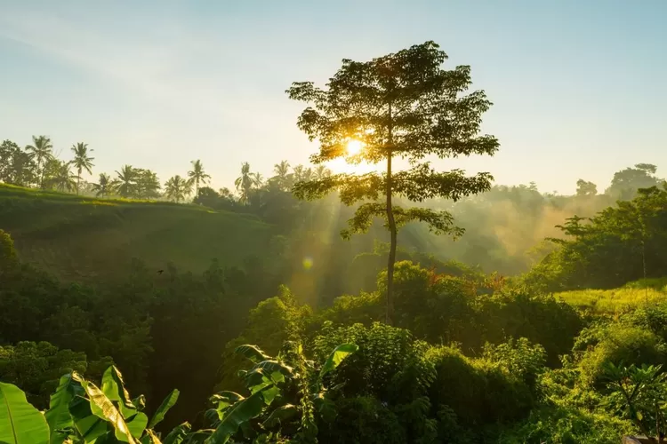 Inilah Top 10 Negara dengan Pemilik Hutan Terluas di Dunia, Tak Disangka Indonesia Rangking Segini di Asia Tenggara!