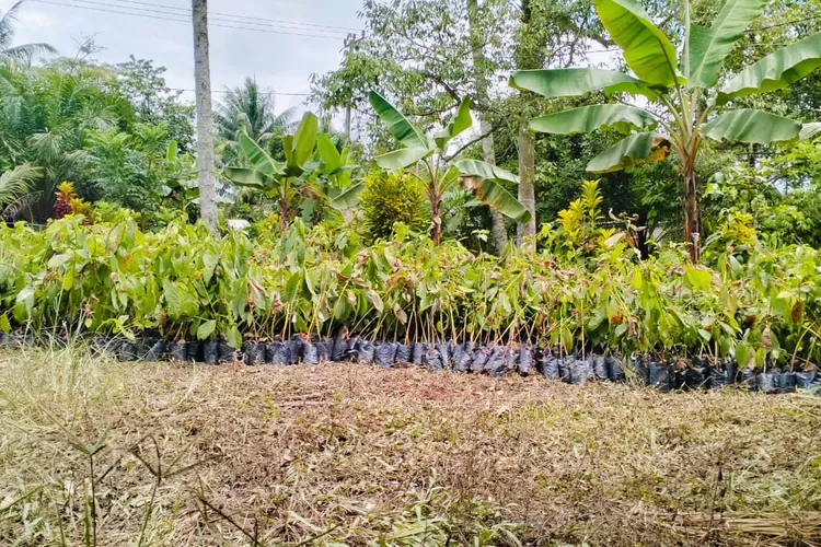 BIBIT Durian di salurkan oleh KPH Banawa Lalundu di Desa Bukit Indah, Kecamatan Rio Pakava, Kabupaten Donggala. Foto: Situr Wijaya/iNSulteng.id