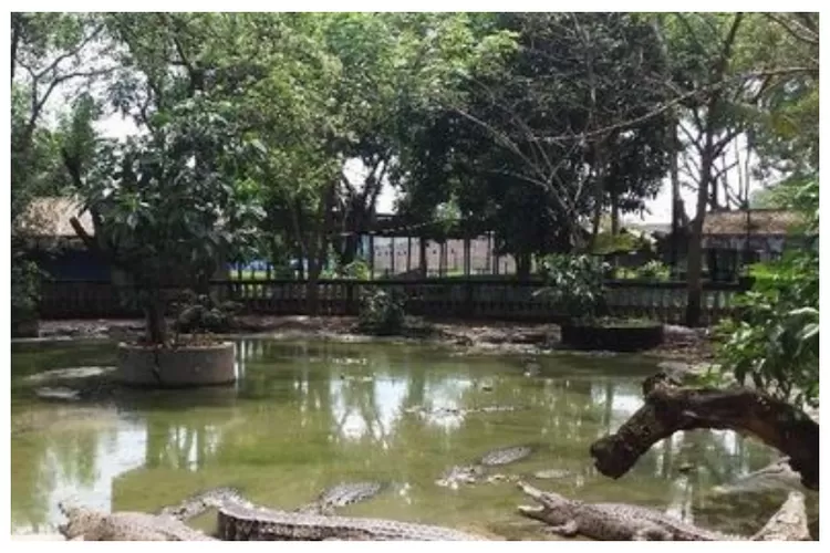 Taman Buaya Indonesia (Foto/Instagram/@visitindonesia)