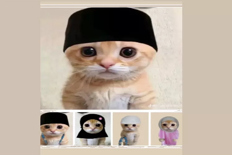 Gemas! PP Kucing Ramadhan 2024 Viral TikTok, Download PP WA Gambar