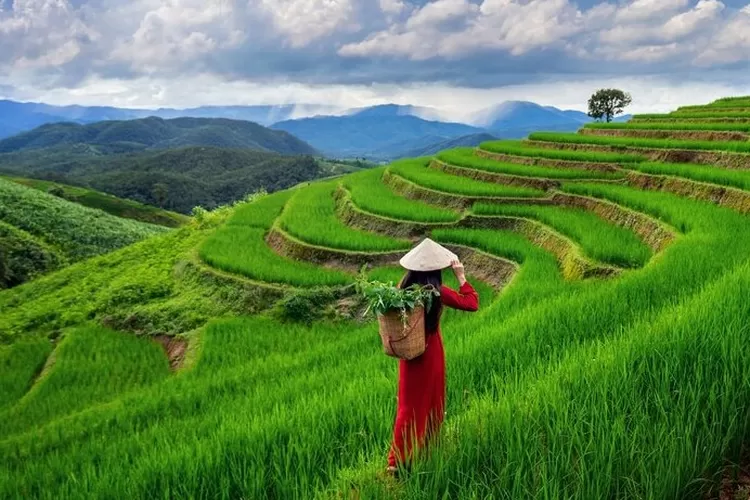 Temukan berbagai prospek kerja jurusan agronomi, dari konsultan hingga wirausaha agribisnis, lengkap dengan kisaran gaji dan peluangnya. (freepik.com/author/tawatchai07)