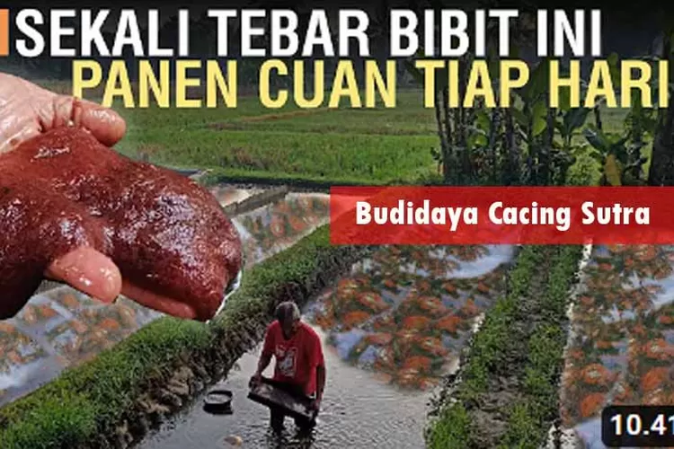 Cara Budidaya Cacing Sutra Berbagai Media Lumpur Ember Sawah Dari