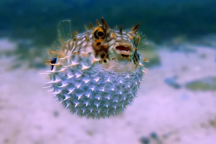 Ketahui! Fakta-Fakta Unik Tentang Ikan Buntal sebagai Salah Satu Hewan paling Beracun di Dunia, Simak Penjelasannya  (unsplash.com/Stelio Puccinelli)