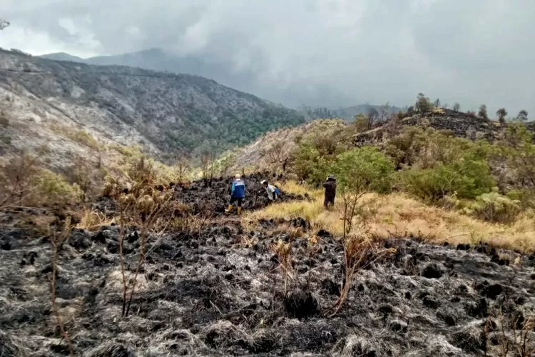 Bikin Sedih! Kondisi Gunung Bromo Sebelum Dan Sesudah Kebakaran Karena ...