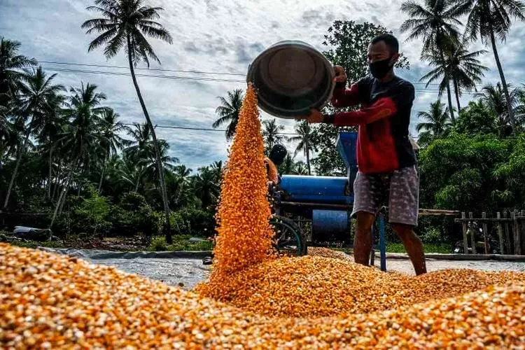 Petani jagung sedang melakukan pembeluan hasil panen. (doknet/ist)