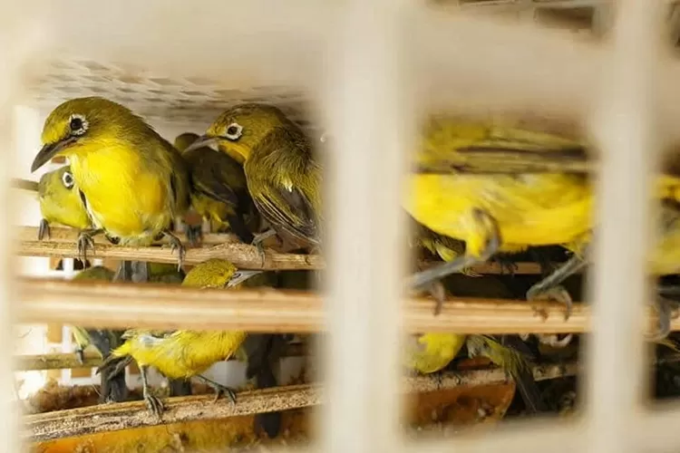 Tips Menjodohkan Burung Pleci Agar Memiliki Anakan yang Gacor (Barantin)