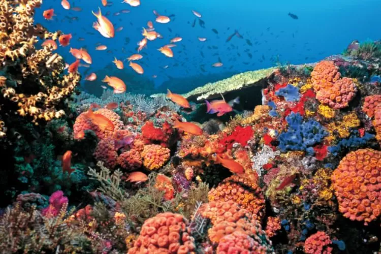 Pulau Siladen yang Memikat Keindahan Laut dan Pesona Eksotis di Kepulauan Bunaken (Dok. kemlu.go.id)