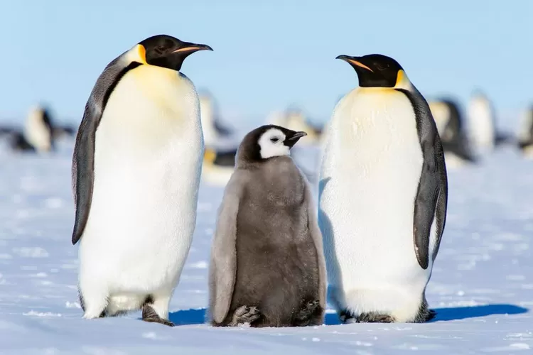 Pinguin Kaisar, Spesies Pinguin Tertinggi dan Terberat yang Terancam Punah  - Suara Hits