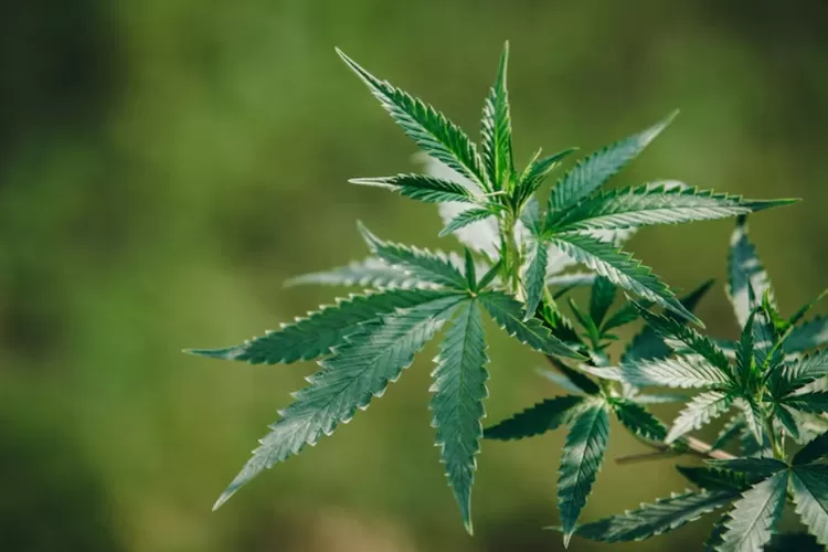 Foto ilustrasi - Polri telah mengungkap ladang ganja seluas 25 hektare di Kabupaten Nagan Raya, Aceh (freepik.com)