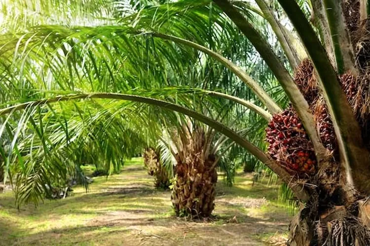 Kawasan lahan sawit (Sumber/Foto: PT ANA)