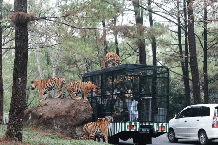 contoh cerita singkat liburan sekolah tema tamasya ke Taman Safari. (Pinterest.com)