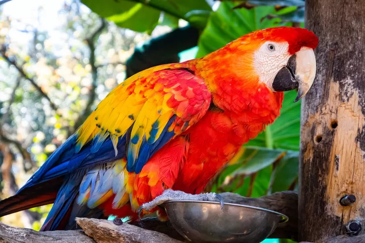 10 Fakta Menakjubkan tentang Kepintaran Burung Kakak Tua - Busurnusa.com (Pexels/Magda Ehlers)