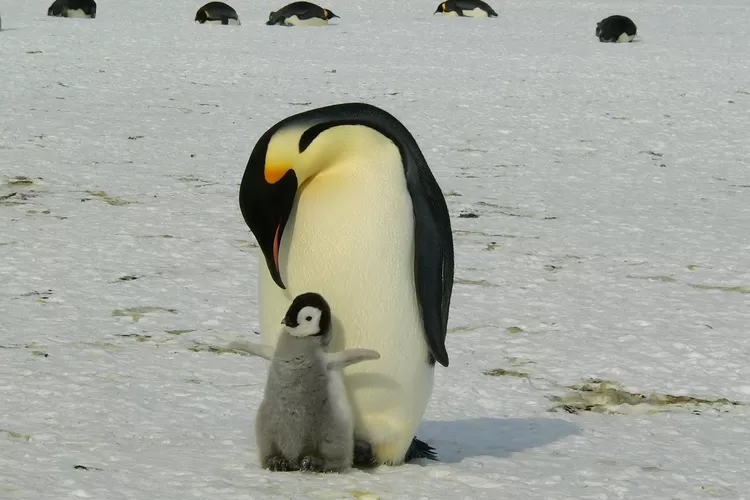 Fakta Menarik tentang Sifat Sosial Pinguin yang Menggemaskan - Busurnusa
