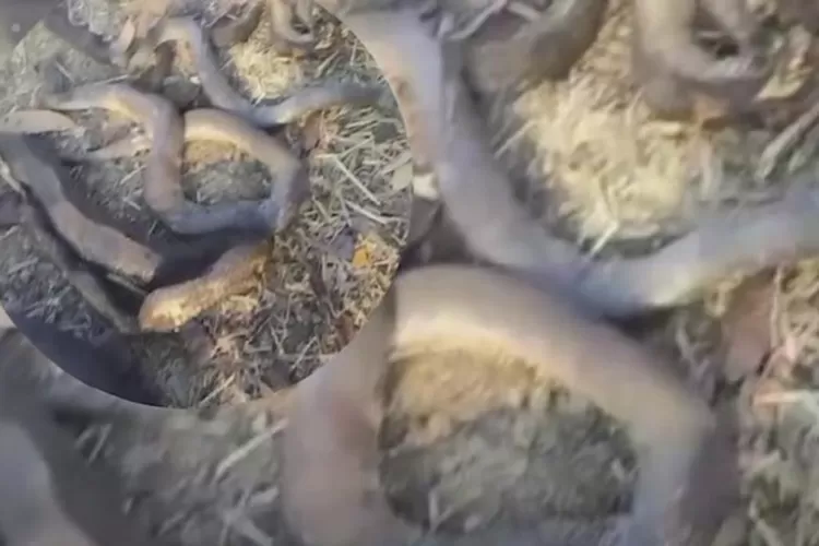 Viral ular-ular ditemukan hangus terbakar di Gunung Sindur, Bogor (dok. Istimewa)