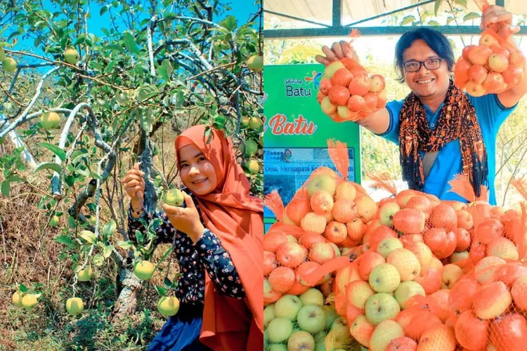 Hore! Petik Buah Apel Dan Strawberi Plus Makan Sepuasnya Tanpa Mikir ...